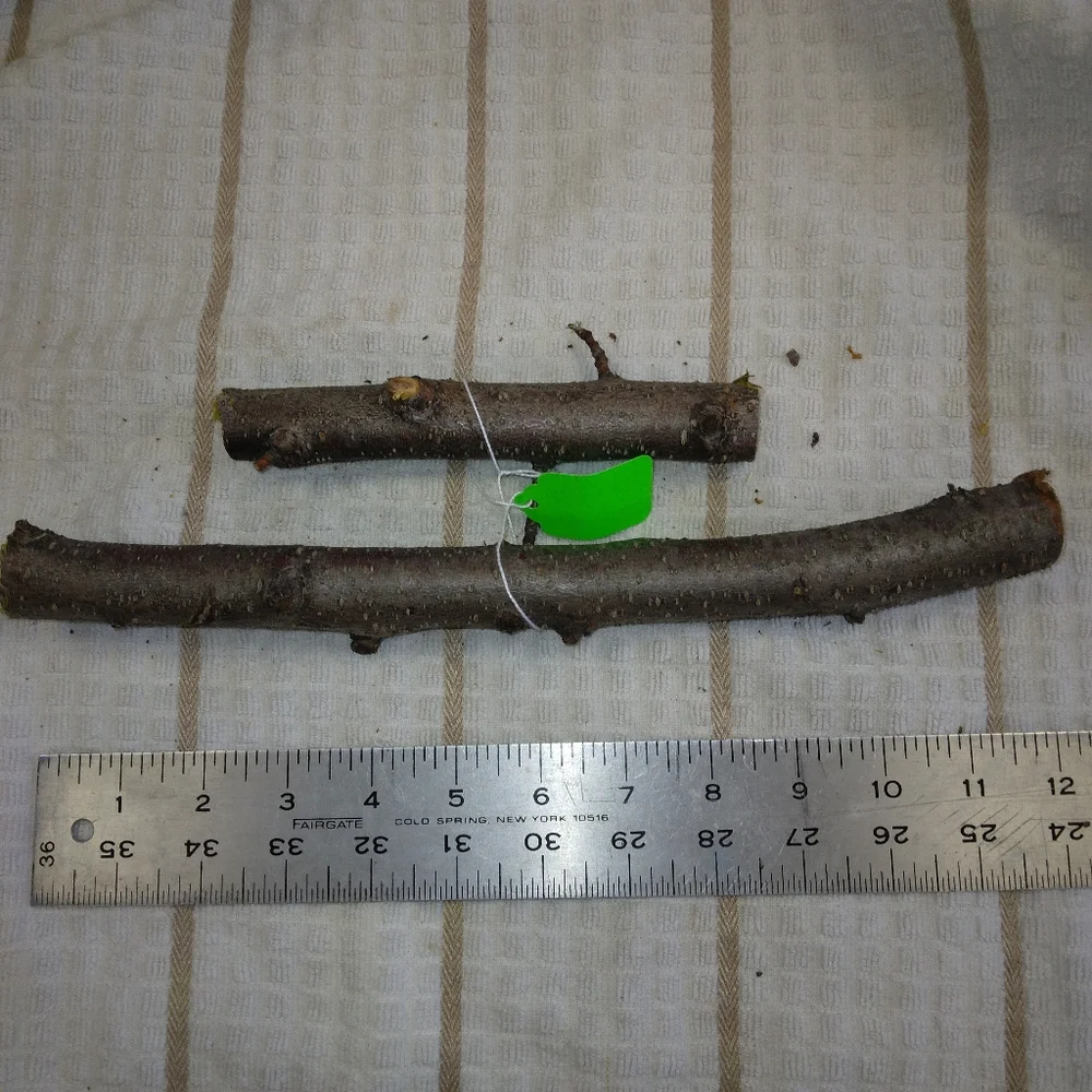 Peach Tree Branches for Crafting Isopods Reptiles Terarrium Jararrium Vivarium